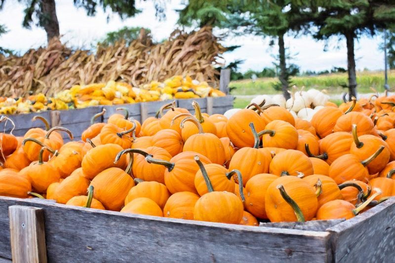 citrouilles