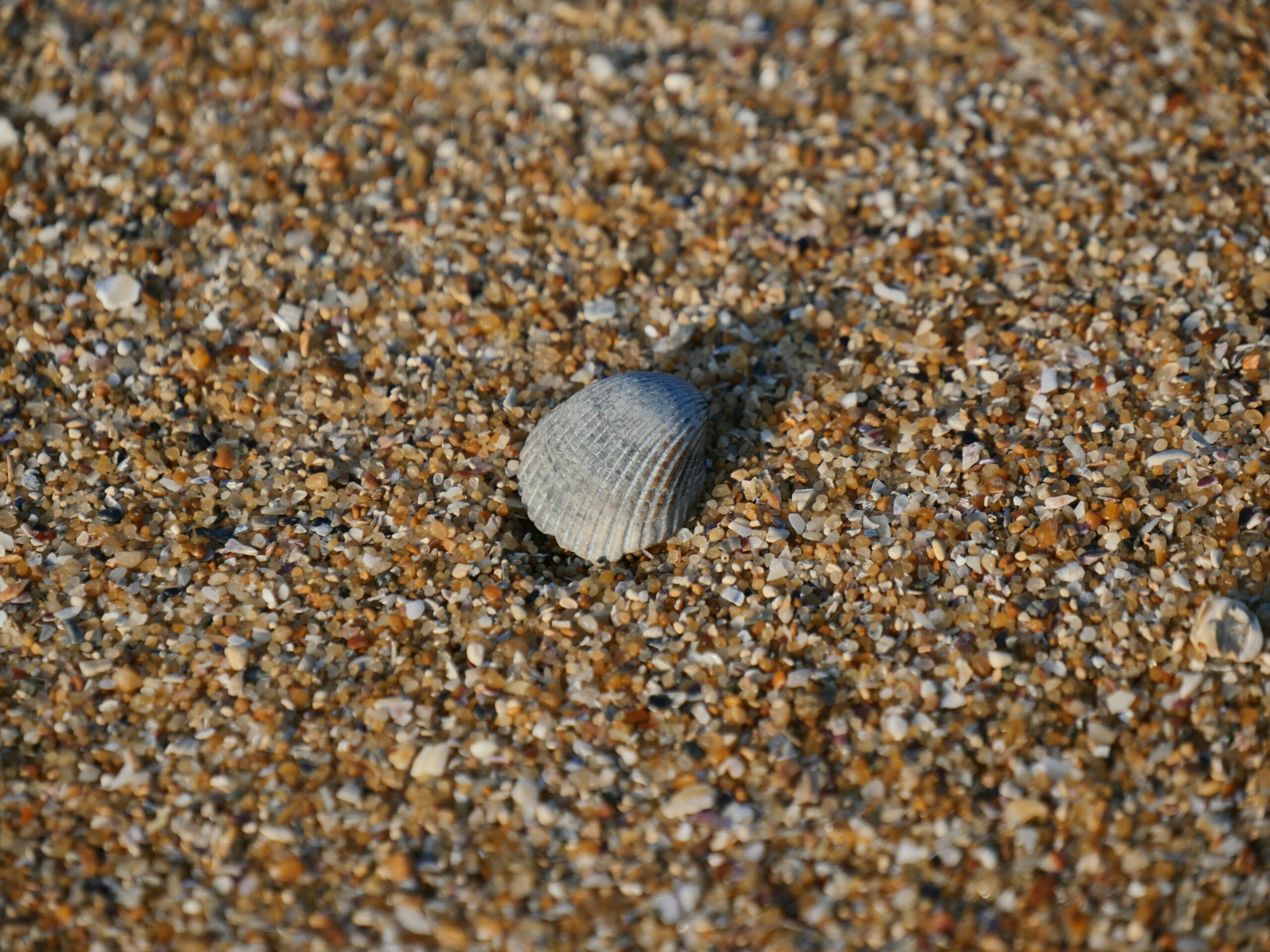 Les plages de La Rochelle : infos pratiques